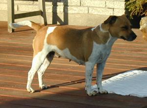 Indsendt af Jenni Kochen, Kennel Gartnervejen